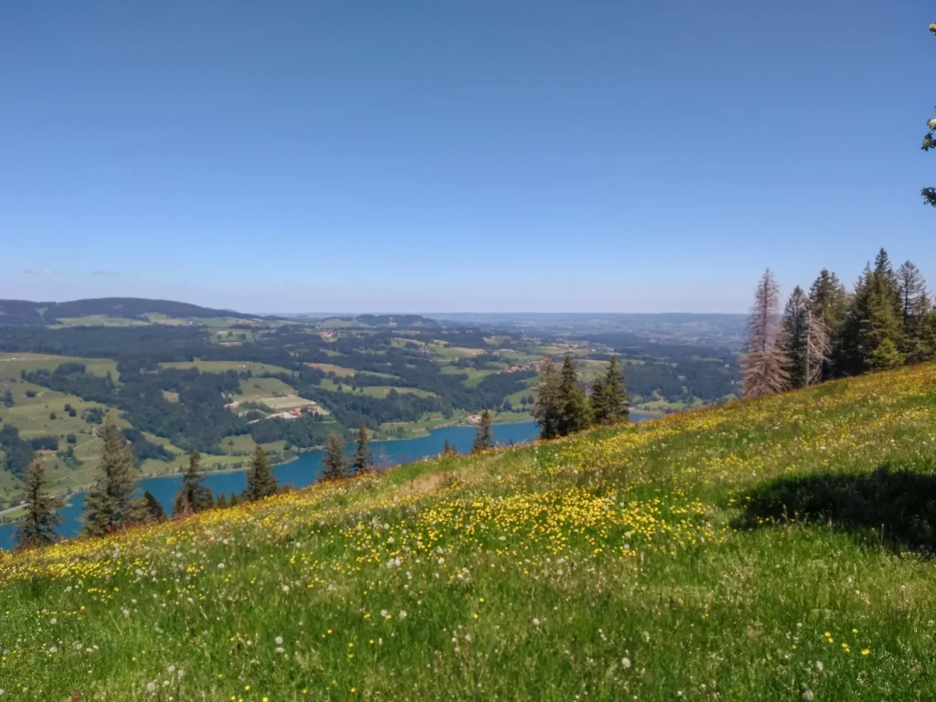 Blick vom Immenstädter Horn über Blumenwiesen und den Alpsee