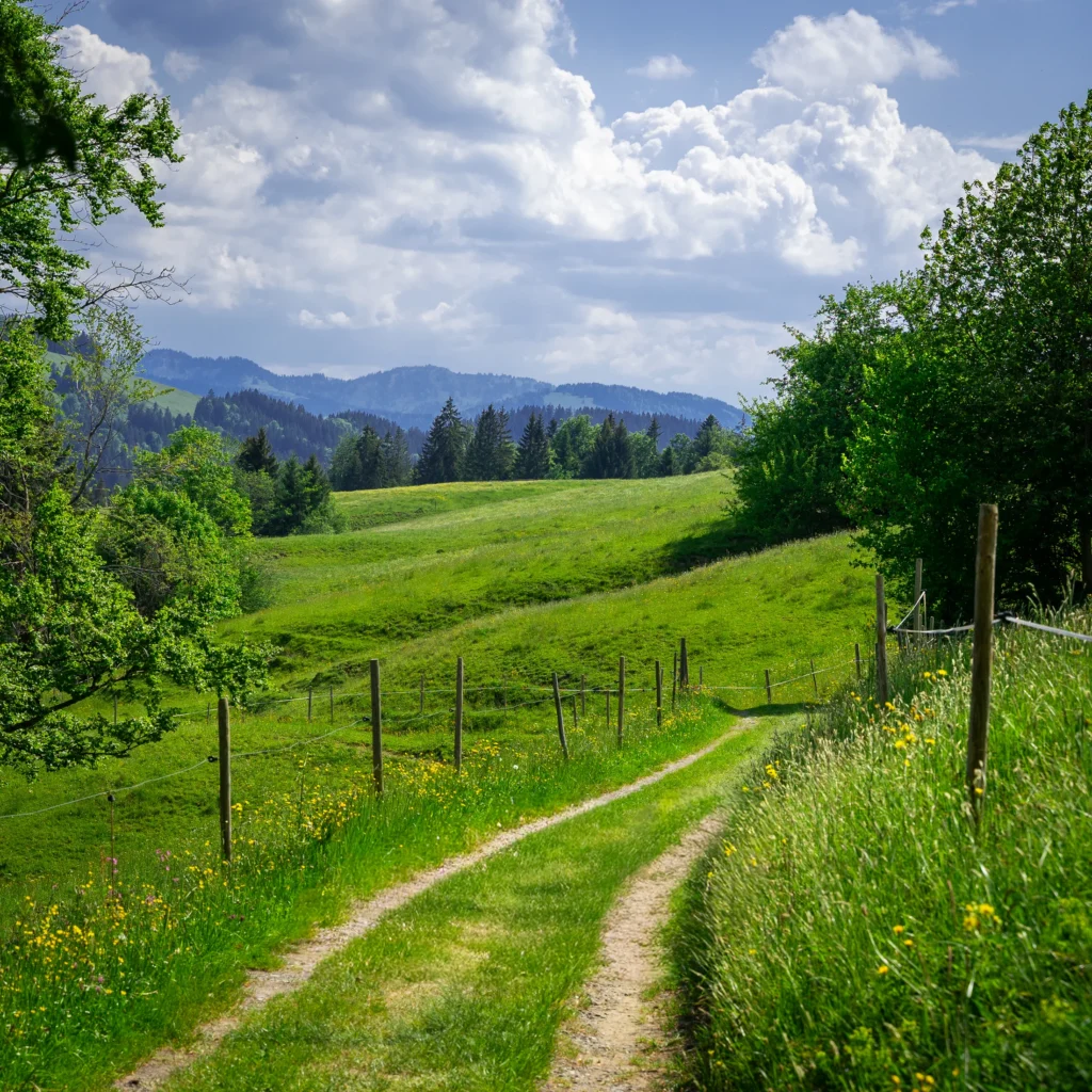Schmaler Wiesenweg mit Blumenwiesen und Bergblick im Oberallgäu
