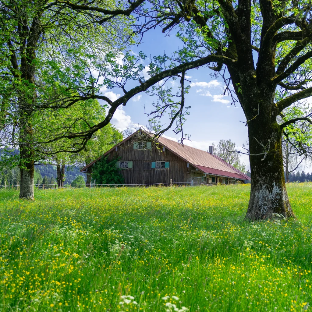 Allgäuer Wiese mit altem Hof und Bäumen an der Königsalpe