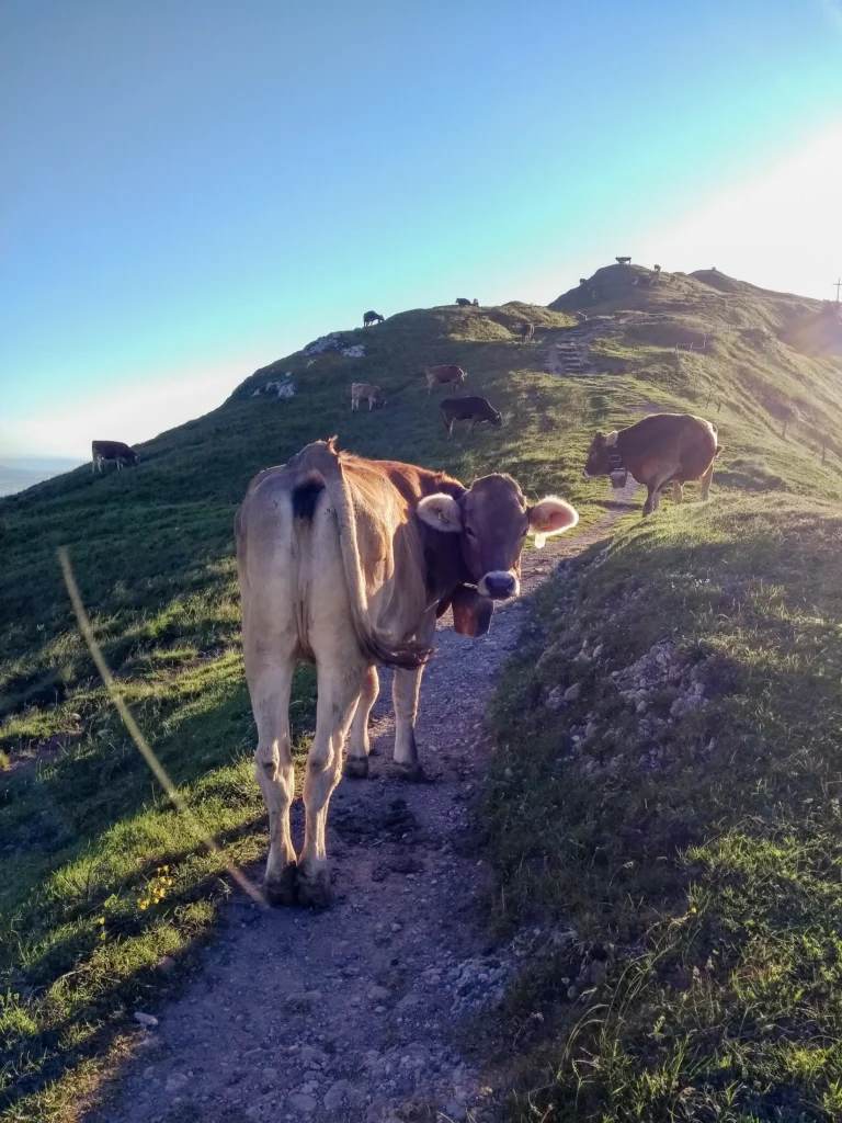 Kühe auf einem Höhenweg mit Weitblick in der Nagelfluhkette